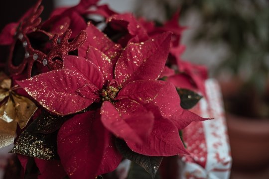 Tradiții și obiceiuri de Crăciun! Ce fac românii pe 25 decembrie