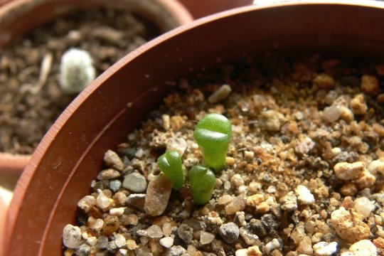 Ce plante trebuie să ții în casă, dacă vrei să nu ai mucegai iarna