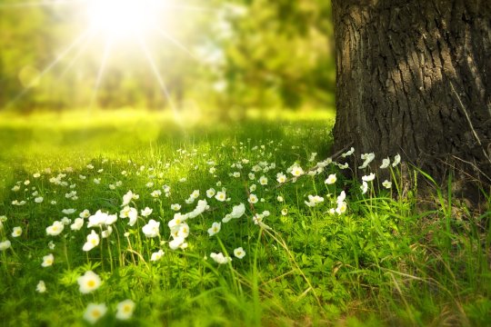 Mesaje şi urări originale de Florii. Cui trebuie să îi spui La mulţi ani pe 28 aprilie 2024