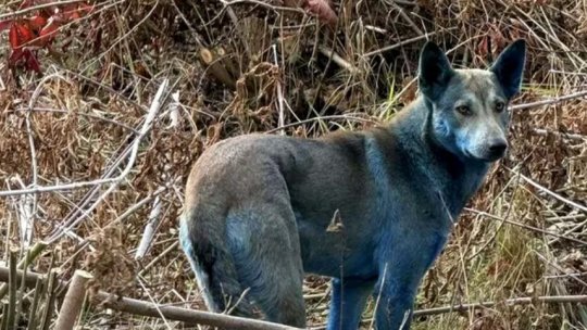 Apariție bizară la Cernobîl! Câini cu blana albastră, surprinși de voluntari în zona interzisă. Imaginile sunt virale!