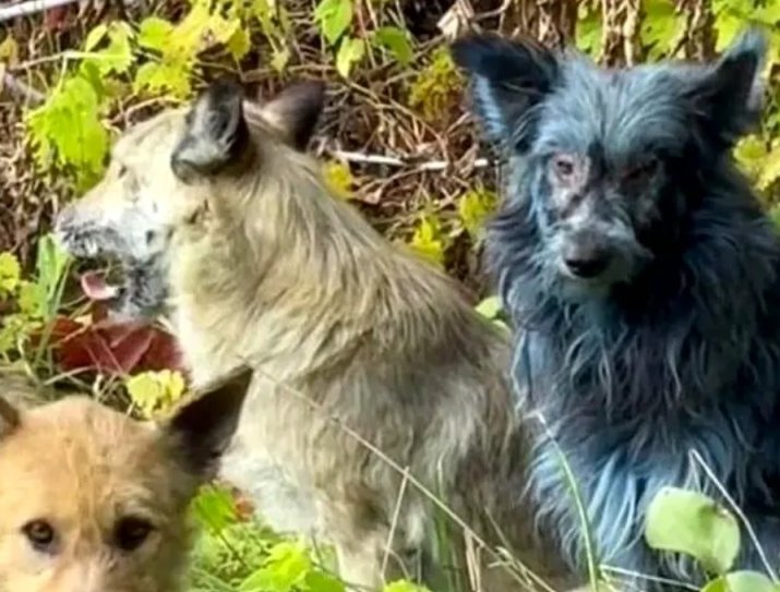 Câinii albaștri de la Chernobîl