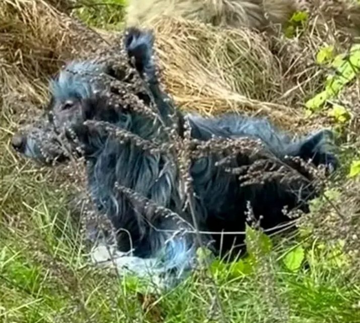 Câinii albaștri de la Chernobîl