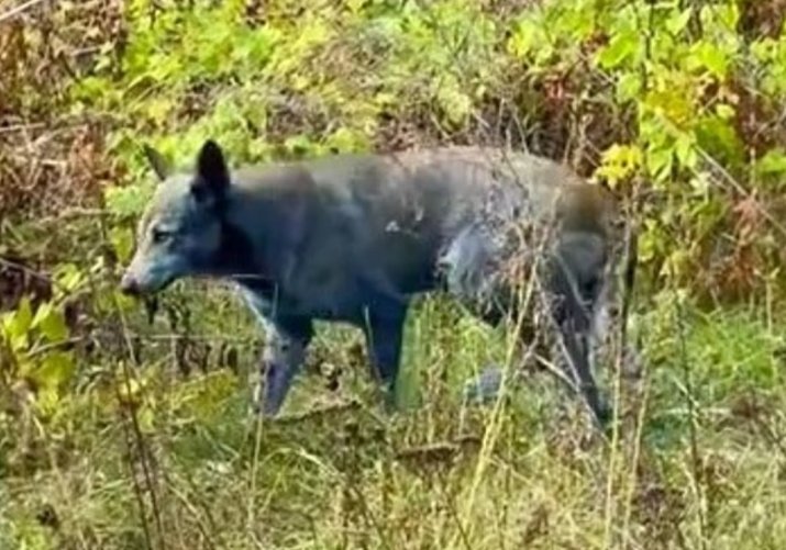 Câinii albaștri de la Chernobîl