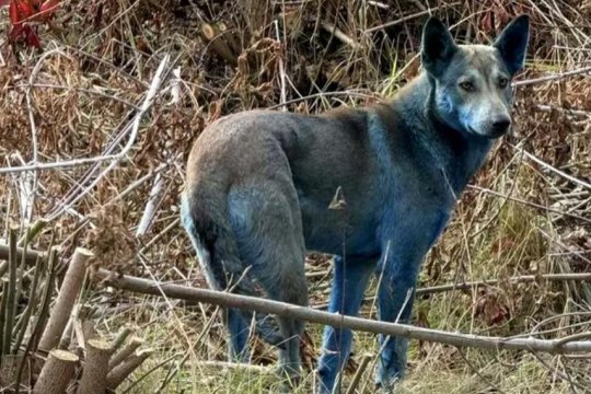 Apariție bizară la Cernobîl! Câini cu blana albastră, surprinși de voluntari în zona interzisă. Imaginile sunt virale!