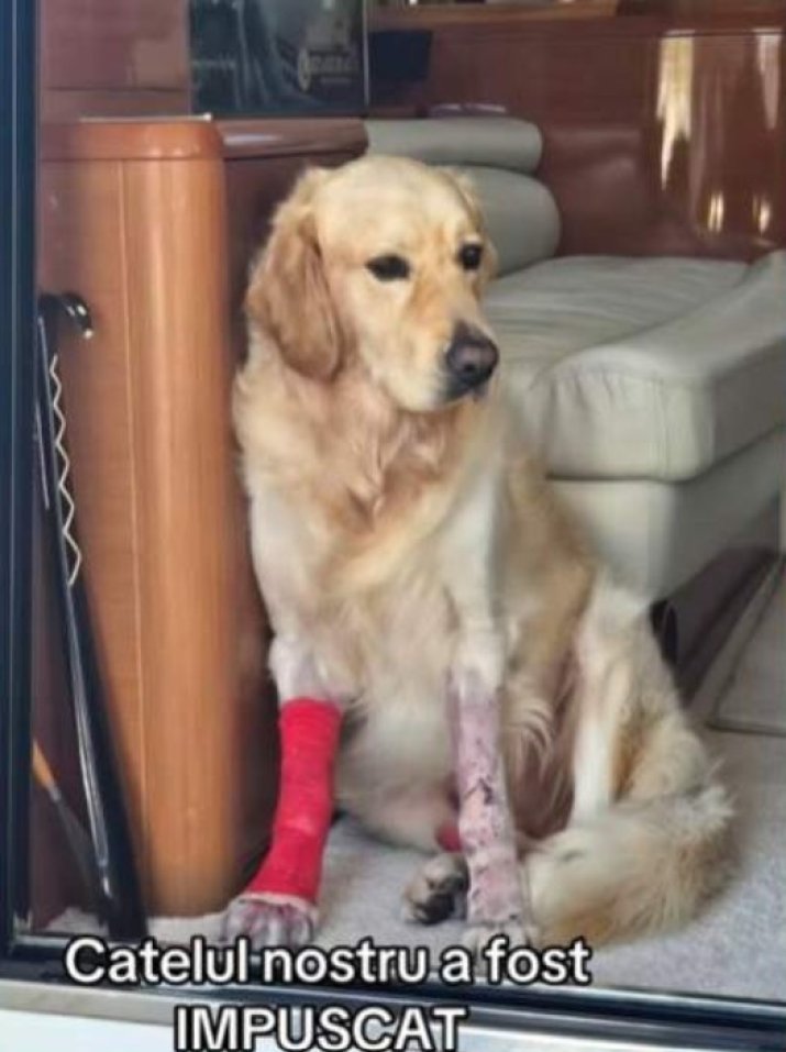 Simba, câinele Lorenei Popa, după ce a fost împușcat