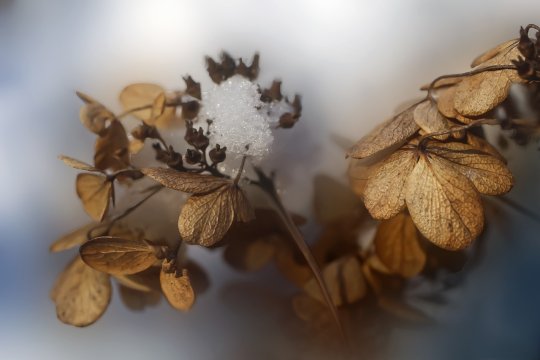 Motivul pentru care nu e bine să păstrezi florile vechi în casă. Superstiția de care trebuie să ții cont
