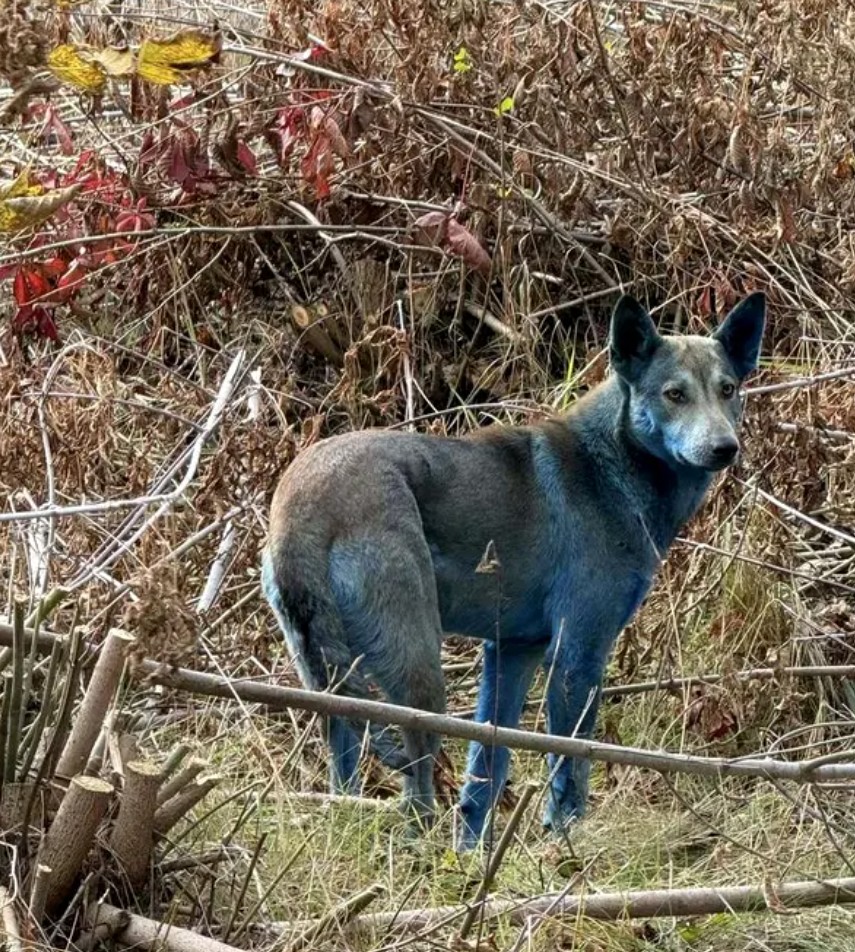 Câinii albaștri de la Chernobîl